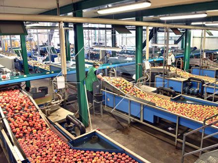 自動果物と野菜の洗浄、乾燥および等級分けラインの処理能力は、通常 300kg/H から 3000kg/H の間です。